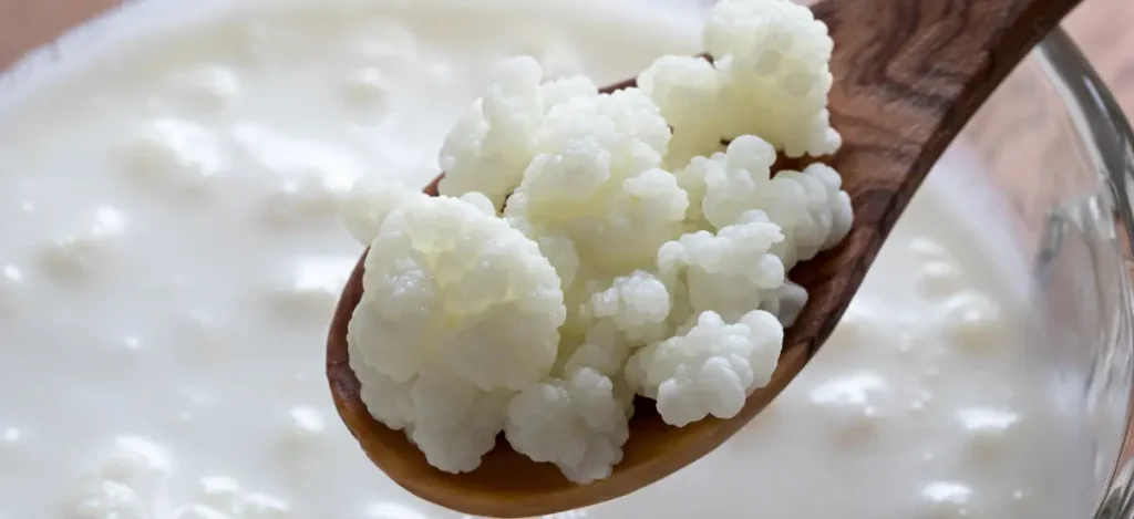 kefir grains
